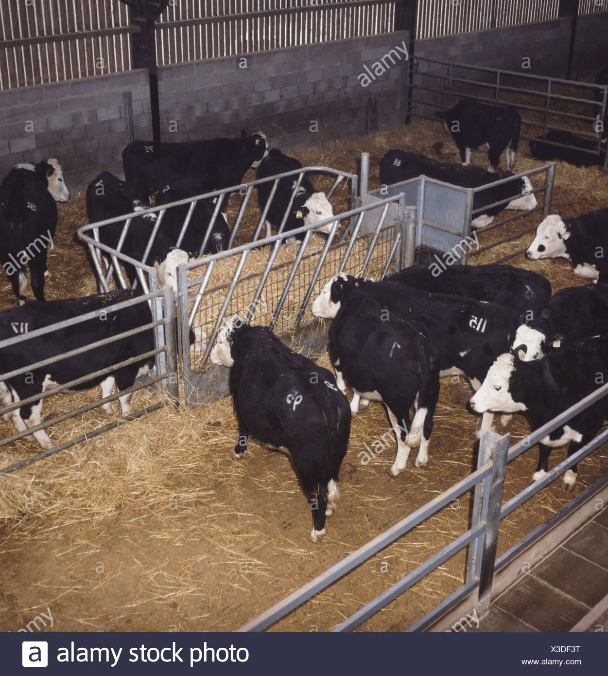Hay Feeder For Cattle Stock Photos Hay Feeder For Cattle Stock