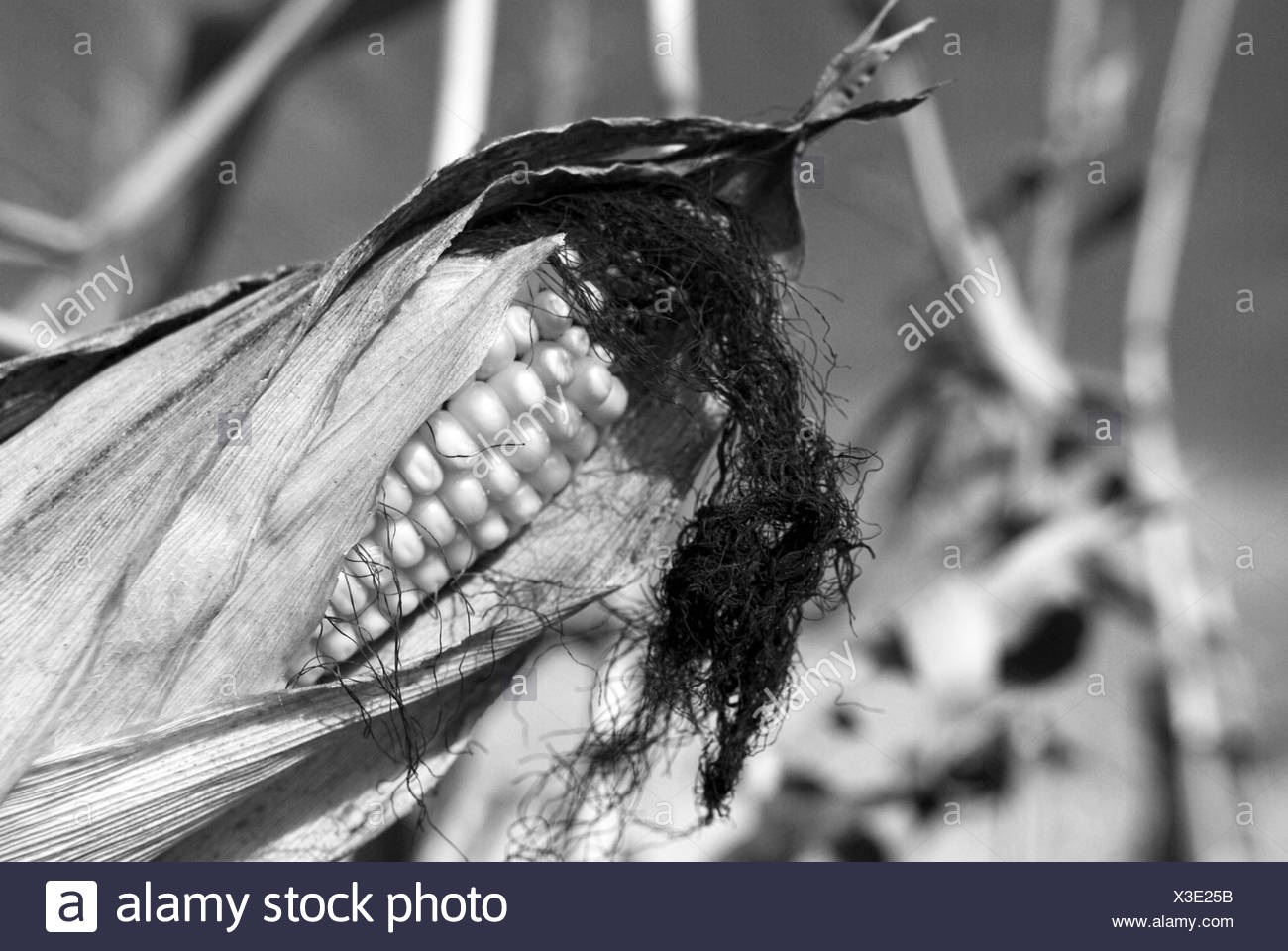 maize and black stockx