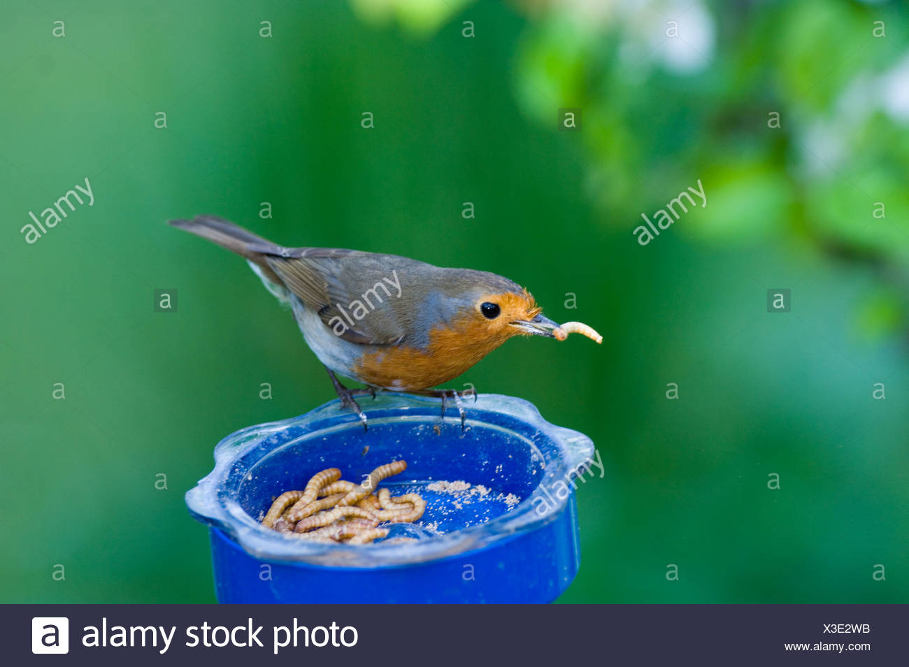 Robin Erithacus Rubecula Feeding On Mealworms At Garden Feeder