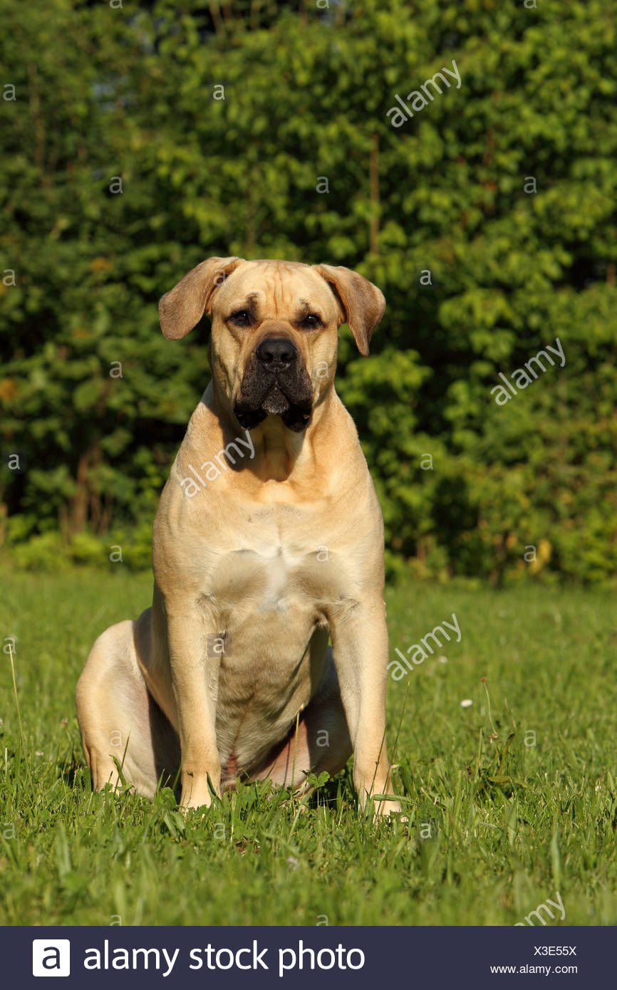 presa canario images