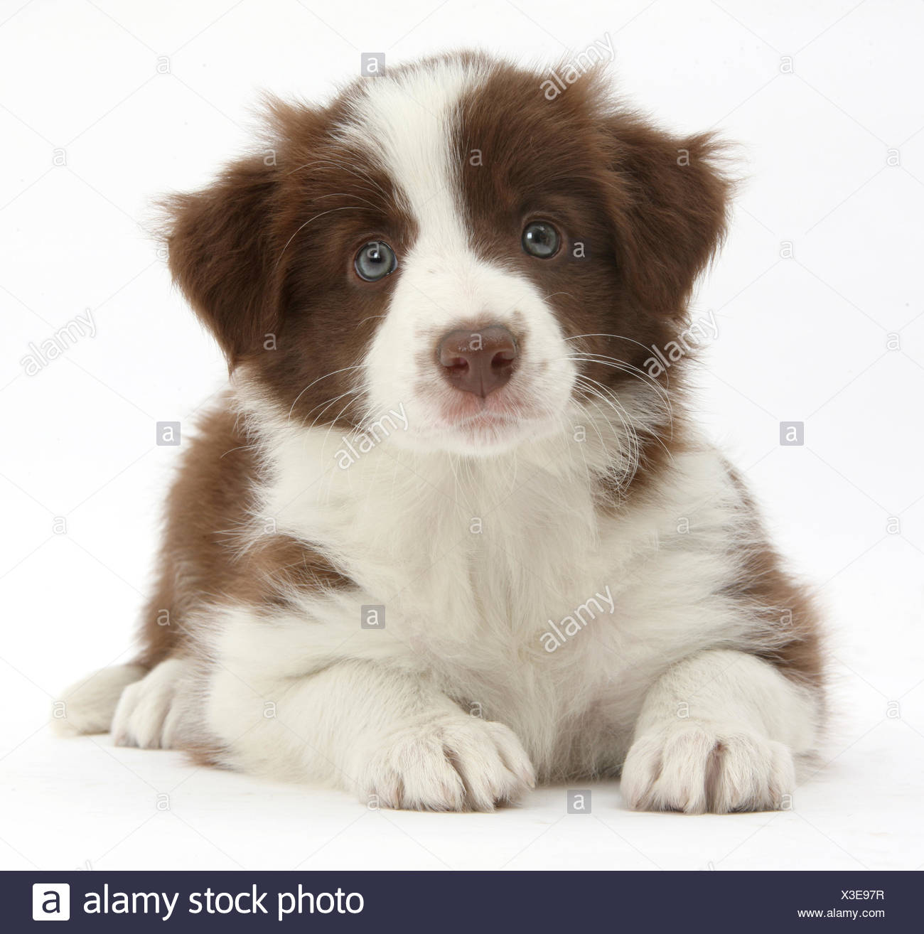 chocolate border collie for sale