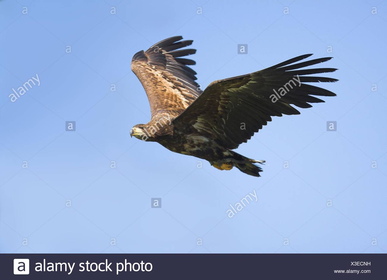 Flying Golden Eagle Stock Photo 277527197 Alamy