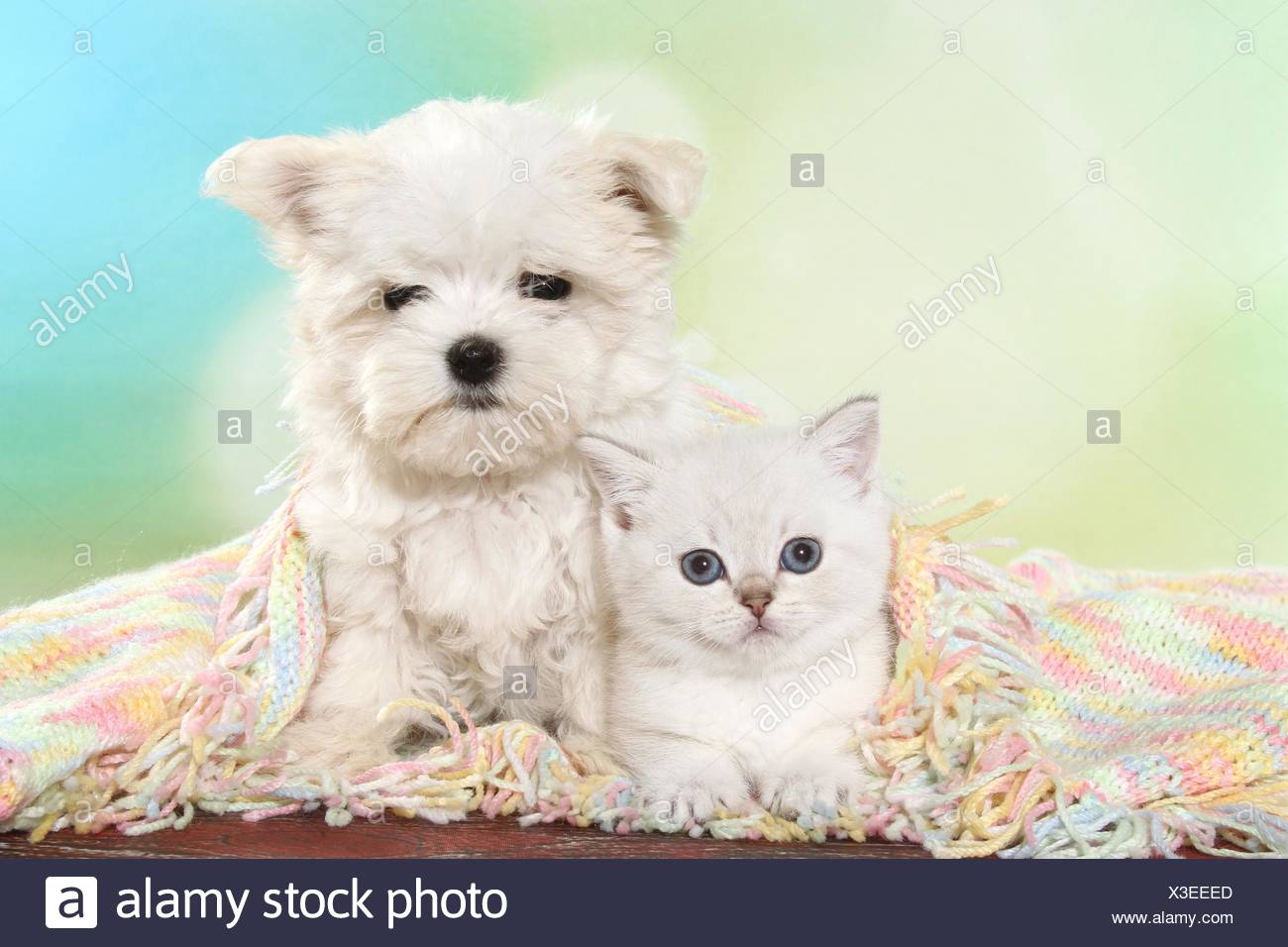 British Shorthair Kitten And Maltese Puppy Stock Photo 277528565