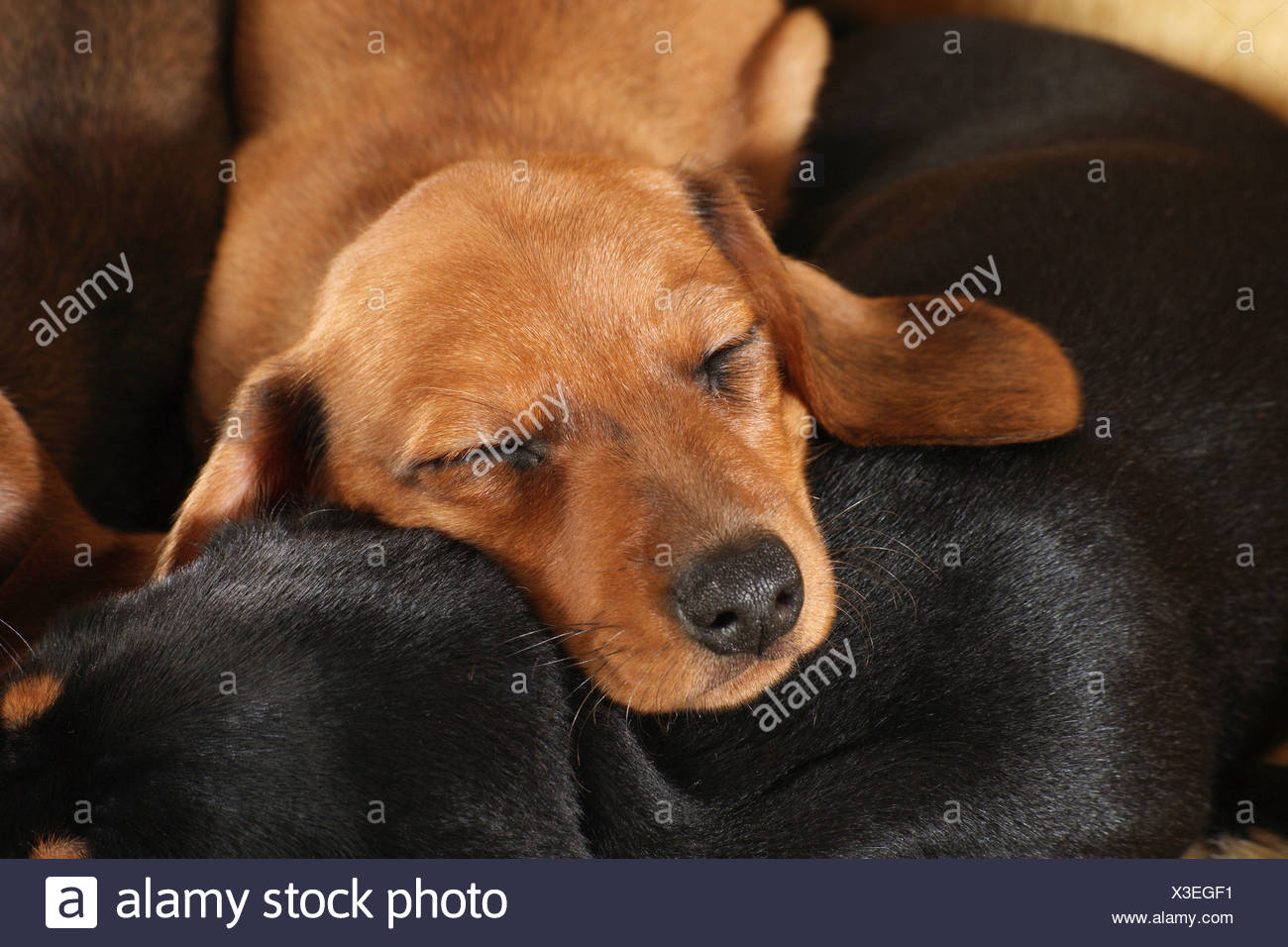 Miniature Dachshund Puppy High Resolution Stock Photography and Images
