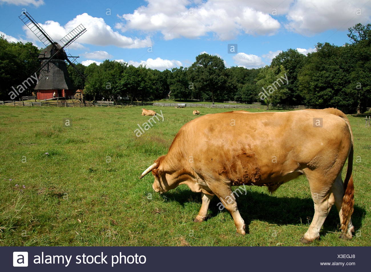 Kastriertes Mnnliches Rind High Resolution Stock Photography and Images ...