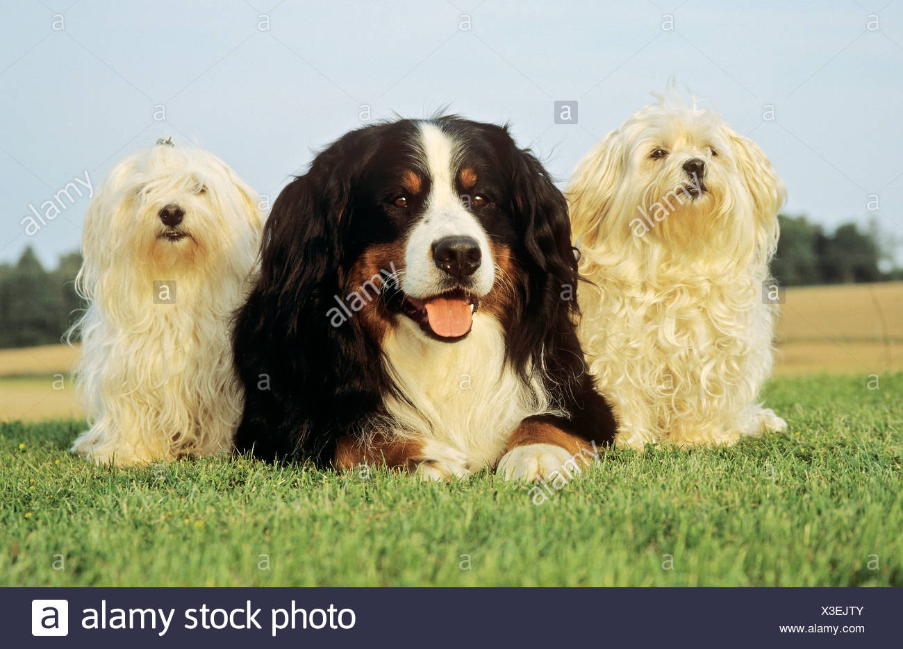 havanese mountain dog