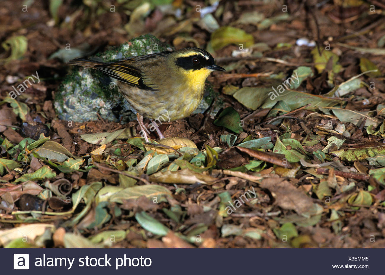Wrens Australian Wrens Stock Photos & Wrens Australian Wrens Stock