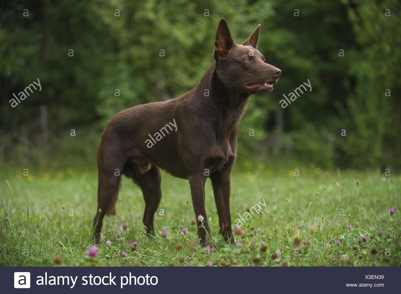 Kelpie High Resolution Stock Photography and Images - Alamy