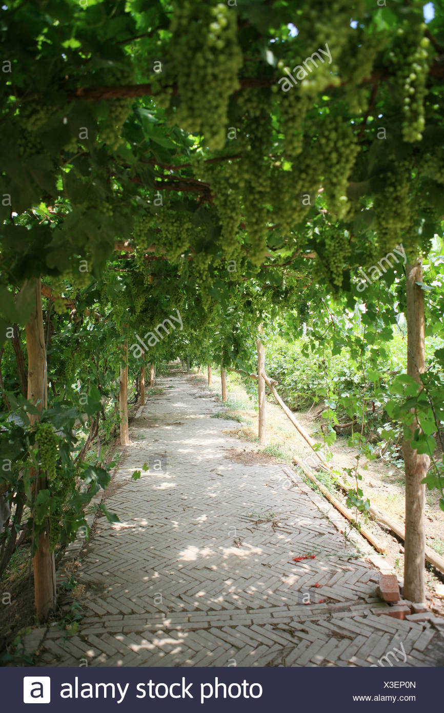 Grape Trellis High Resolution Stock Photography And Images Alamy Grape Trellis High Resolution Stock Photography And Images Alamy