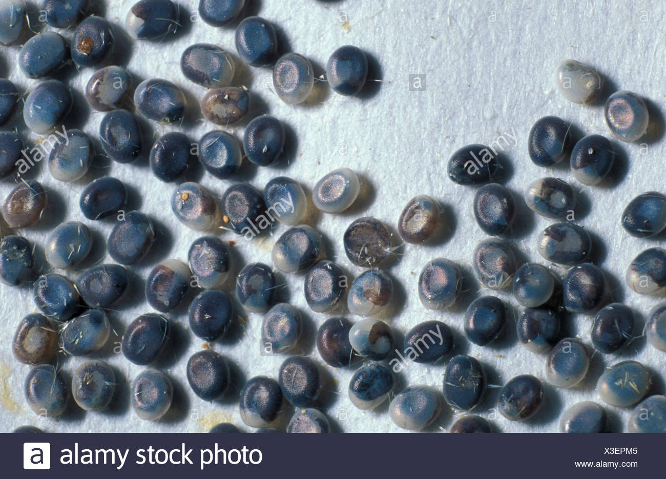 Moth Eggs High Resolution Stock Photography and Images Alamy