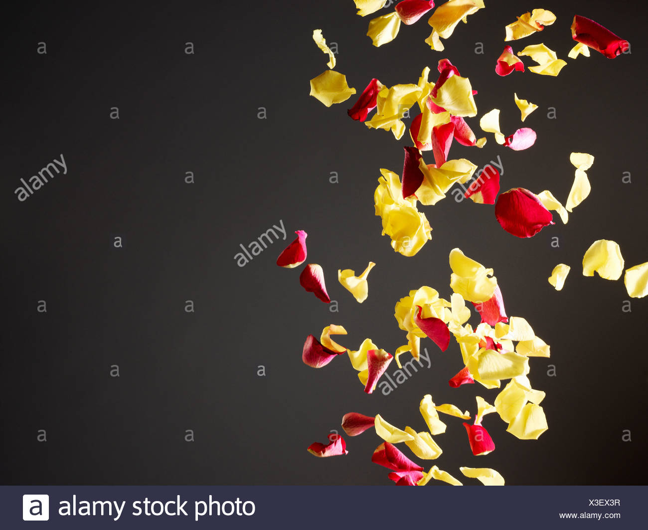 Petals Falling Flower Rose High Resolution Stock Photography and Images