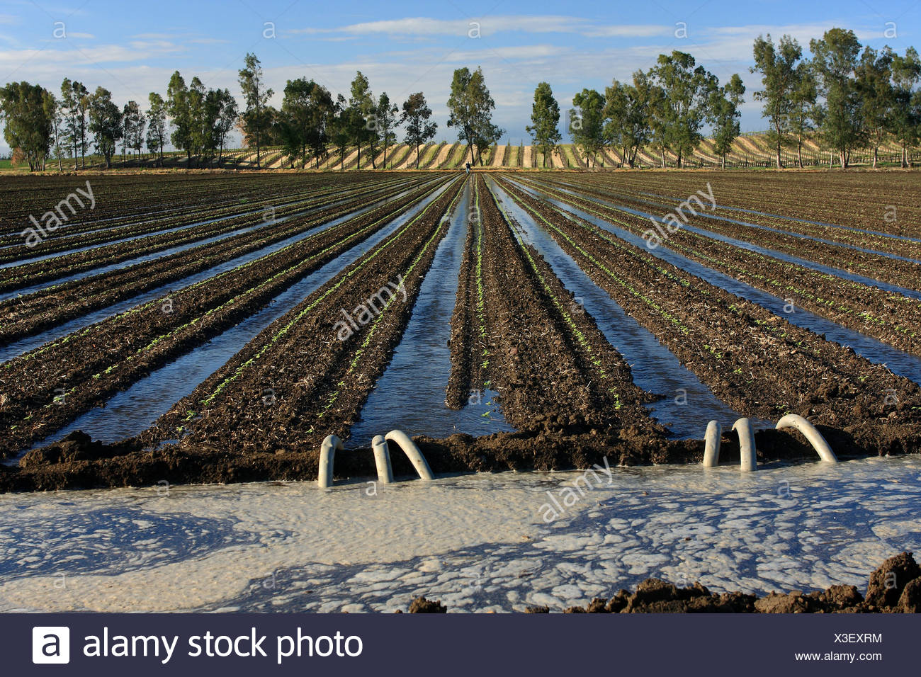 Ground Water Irrigation High Resolution Stock Photography and Images