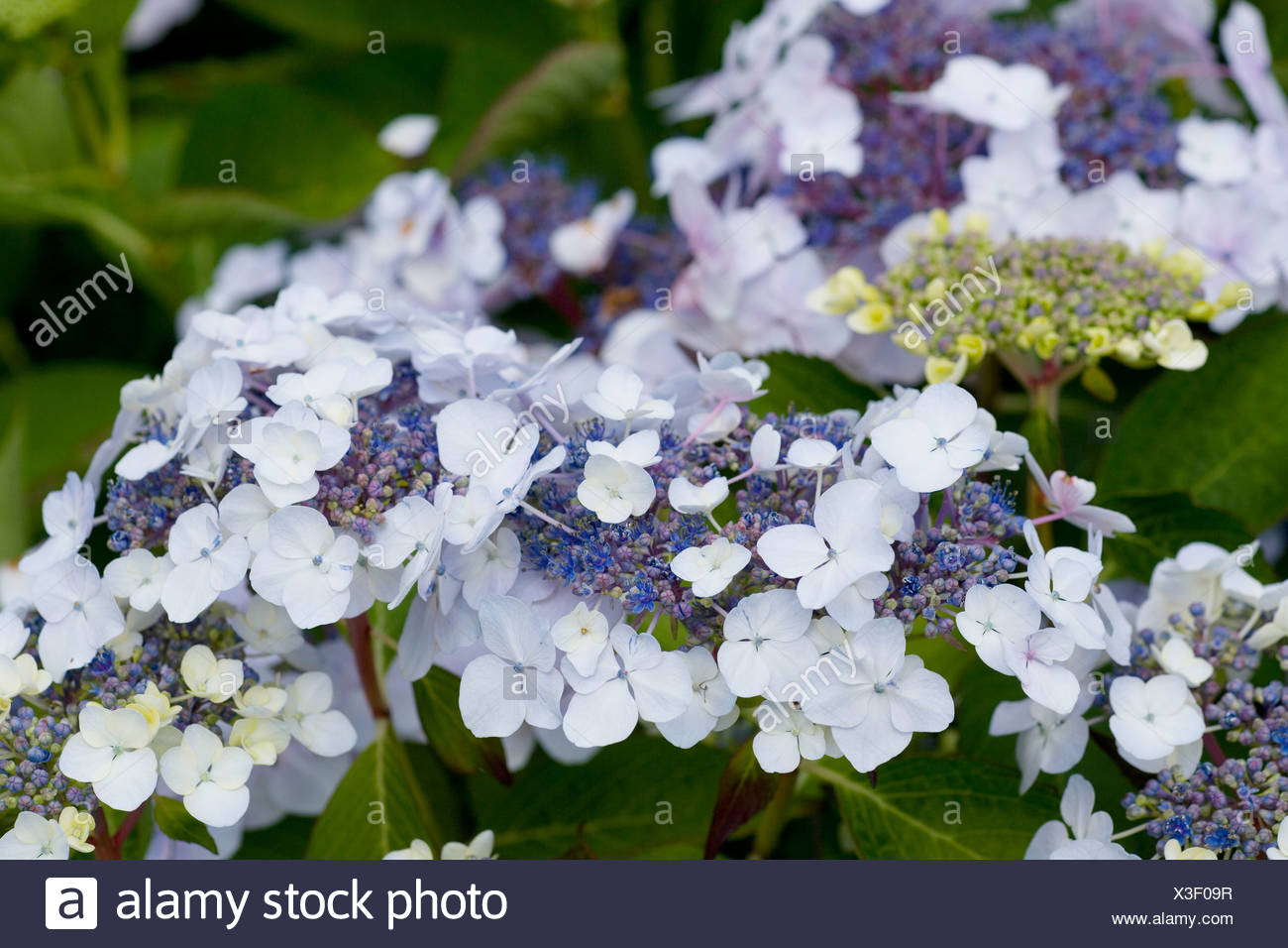 Hydrangea Macrophylla Mariesii High Resolution Stock Photography and ...