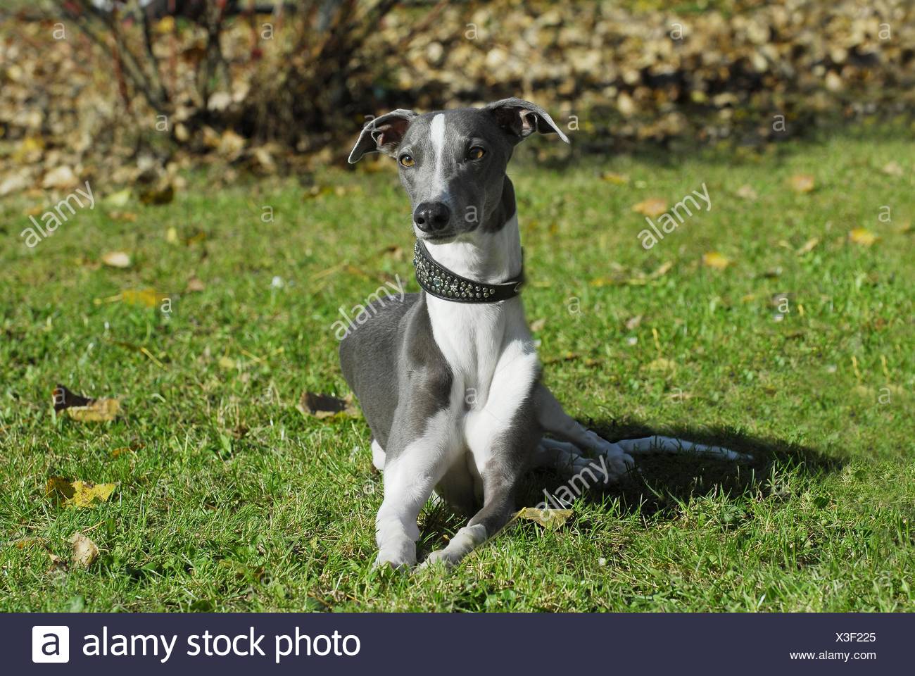 grey and white whippet