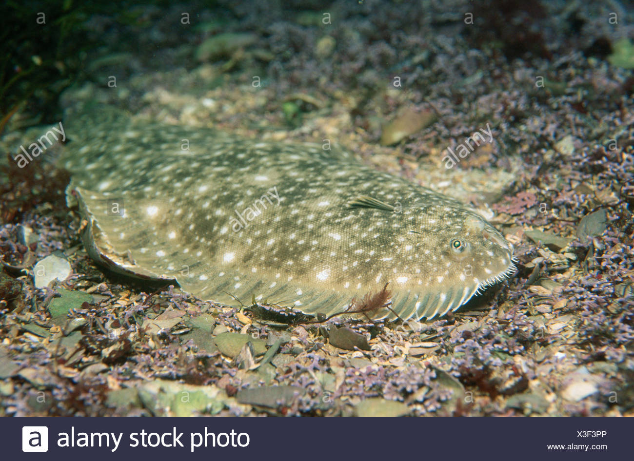 Senegalese Sole Stock Photos Senegalese Sole Stock Images Alamy senegalese-sole-stock-photos-senegalese-sole-stock-images-alamy