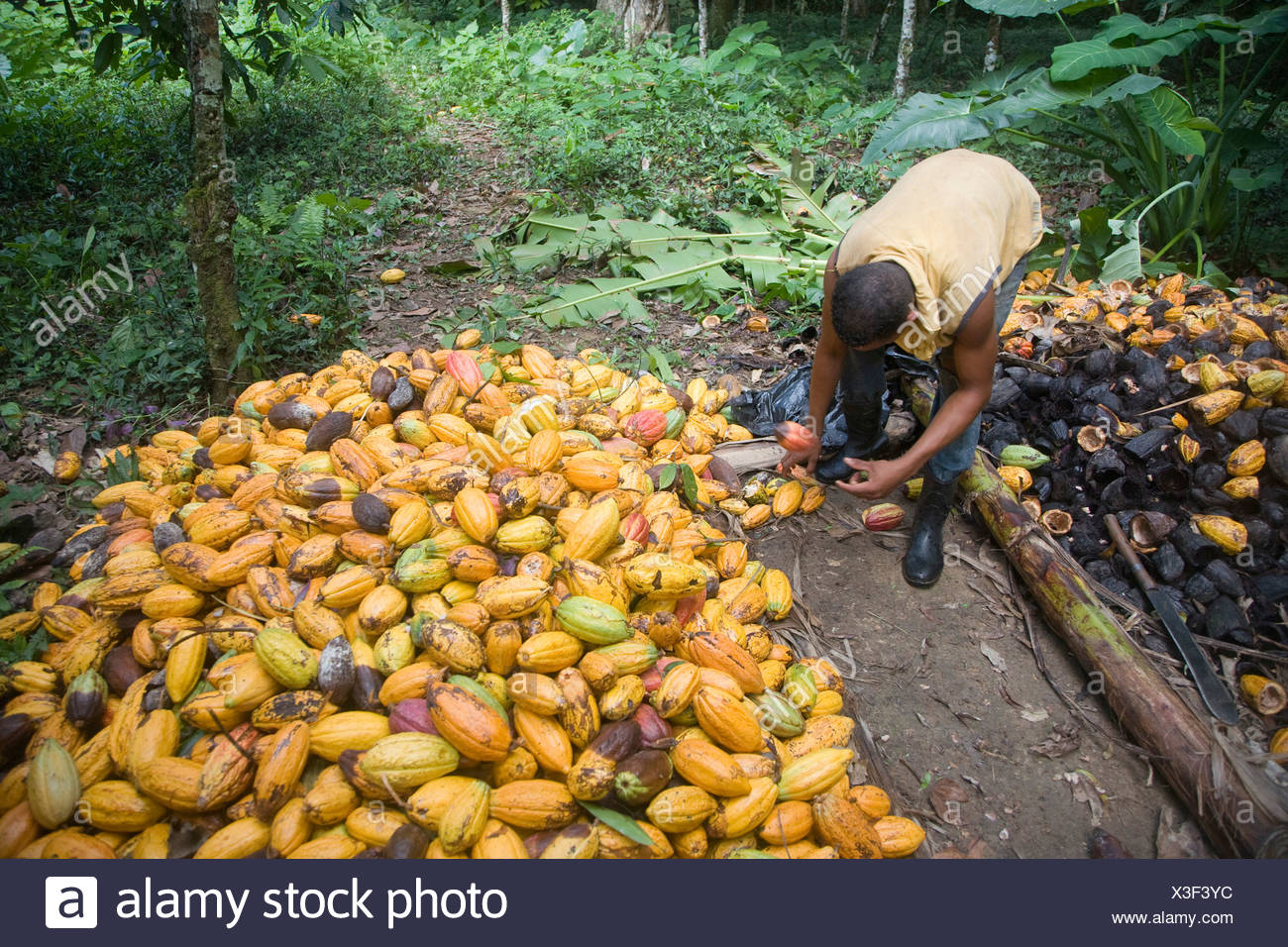 Cocoa Farming High Resolution Stock Photography and Images Alamy