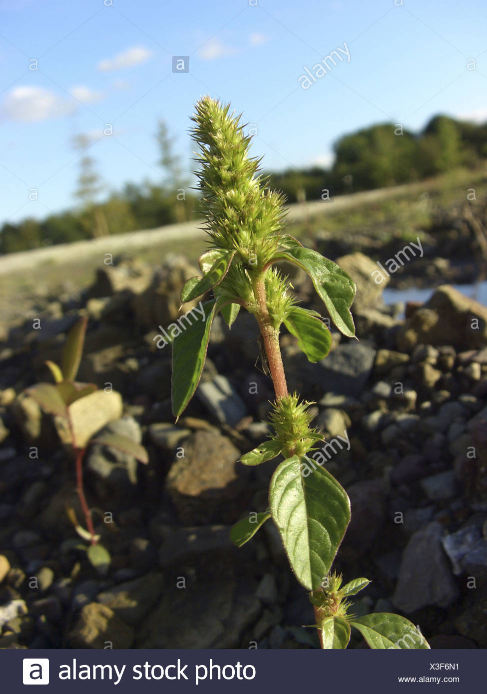 Common Amaranth Redroot Pigweed Red Root Amaranth Amaranthus Retroflexus Single Plants Germany North Rhine Westphalia Stock Photo Alamy