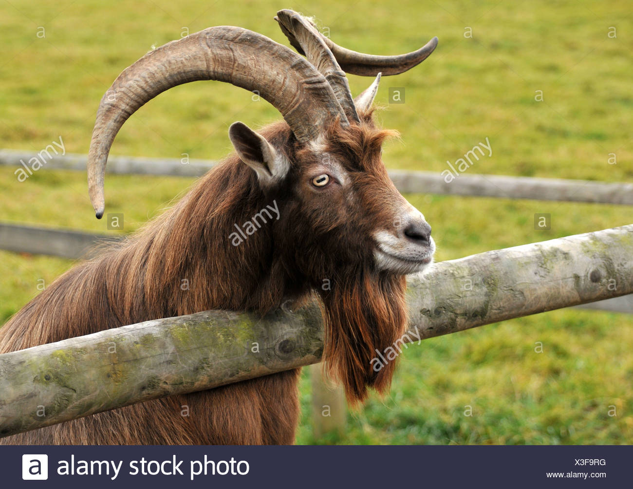 Billy Goat Beard Horns Stock Photos & Billy Goat Beard Horns Stock