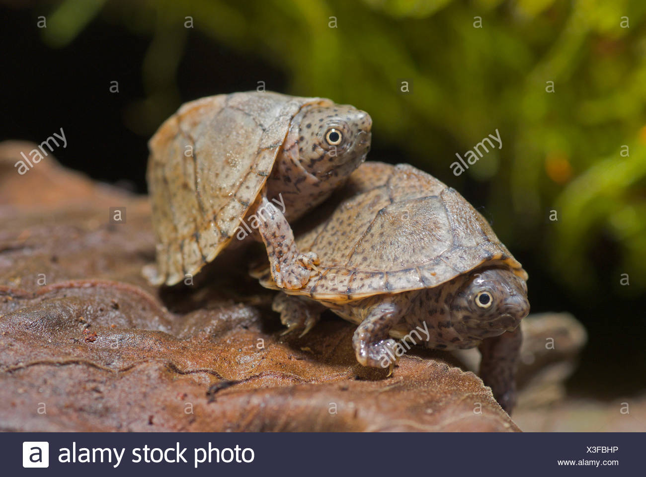 Razorback Musk Turtle Keel Backed Musk Turtle Razor Backed Musk Turtle Sternotherus Carinatus Two Juvenile Musk Turtles Stock Photo Alamy
