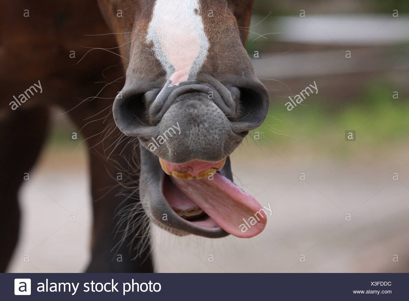 Horses Tongue Stock Photos & Horses Tongue Stock Images Alamy