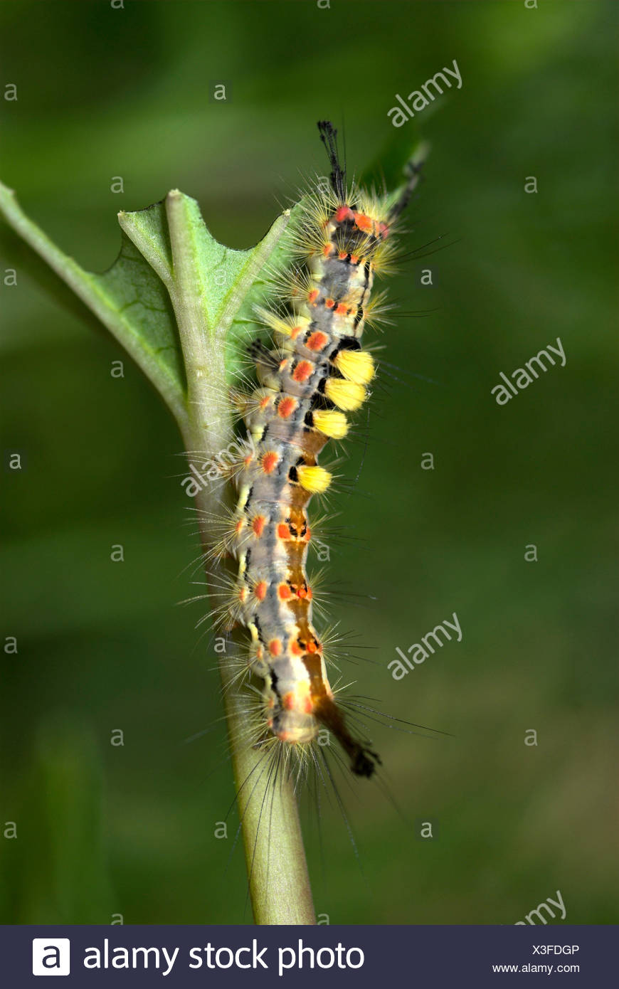 Vapourer Moth Caterpillar Orgyia Antiqua Feeding On Leaf