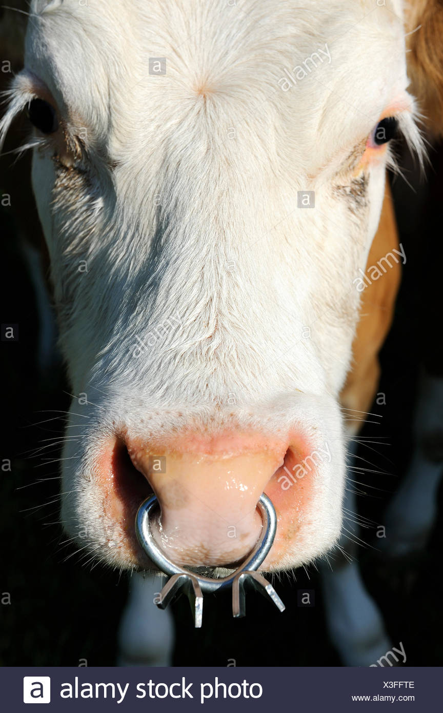 Cow With Nose Ring High Resolution Stock Photography and Images Alamy