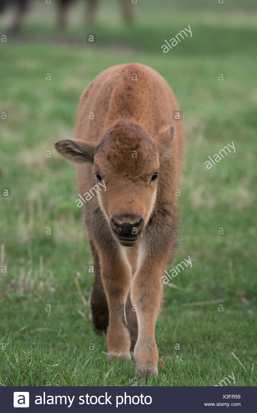 Bison Cal Bison Calf High Resolution Stock Photography and Images - Alamy