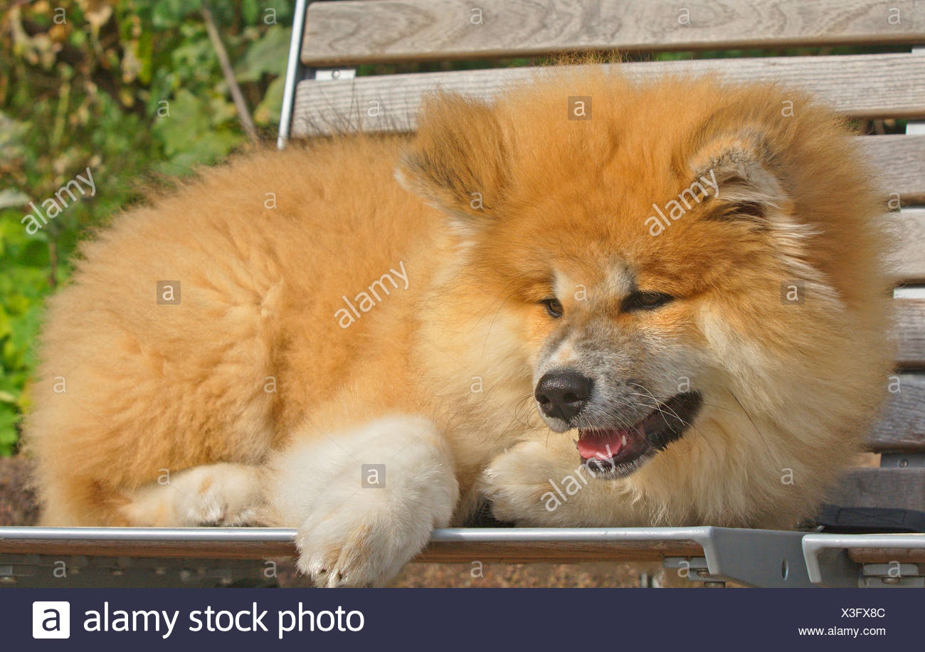 Akita Inu Canis Lupus F Familiaris Four Months Old Puppy Lying On A Park Bench Stock Photo Alamy