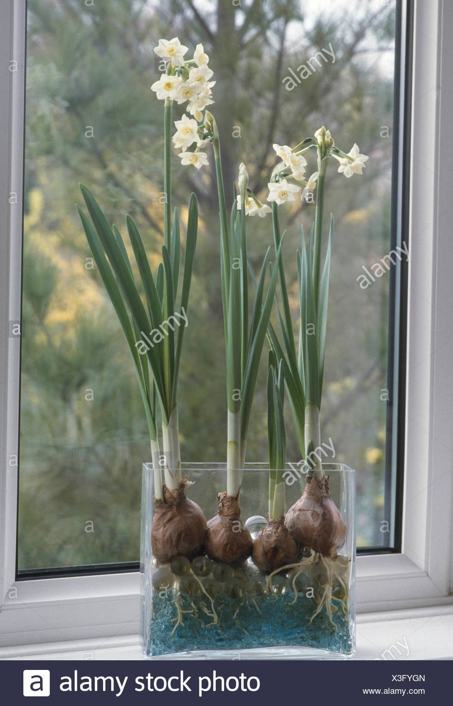 Paperwhite Bulbs Stock Photos Paperwhite Bulbs Stock Images Alamy