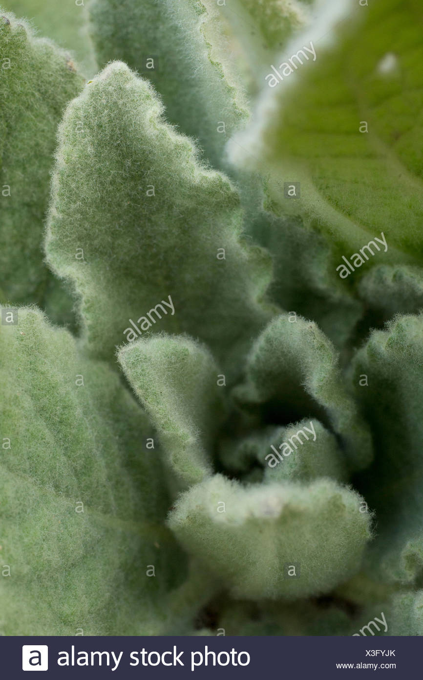 Hairy Leaves Stock Photos & Hairy Leaves Stock Images Alamy