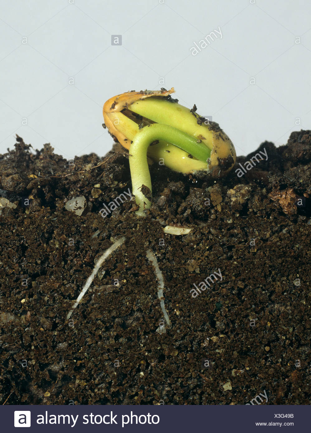 Bean Plant Roots High Resolution Stock Photography and Images Alamy