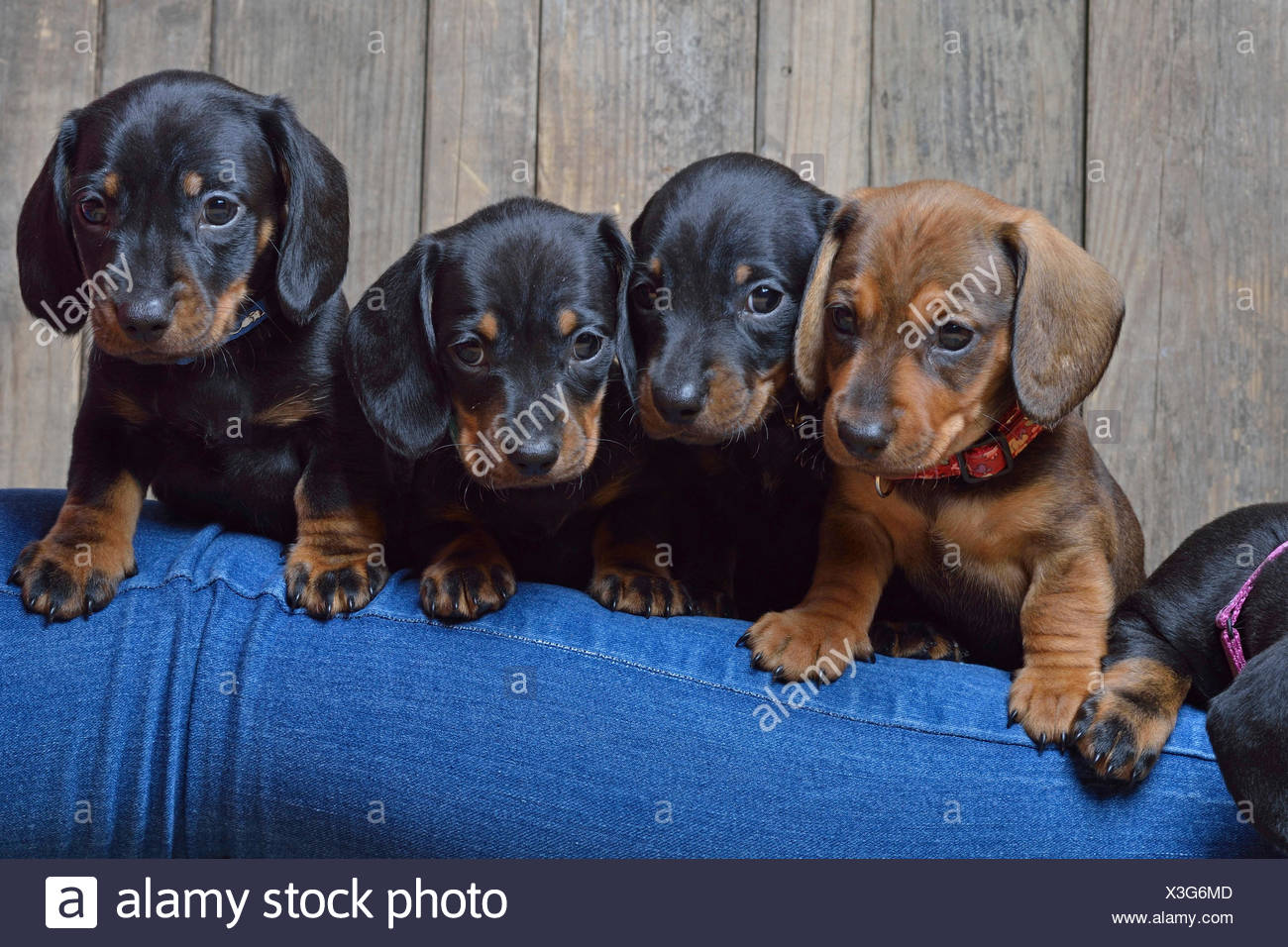Short Haired Dachshund Short Haired Sausage Dog Domestic Dog