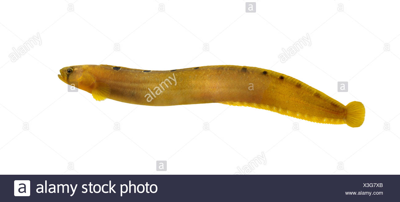 Butterfish Stock Photos & Butterfish Stock Images Alamy