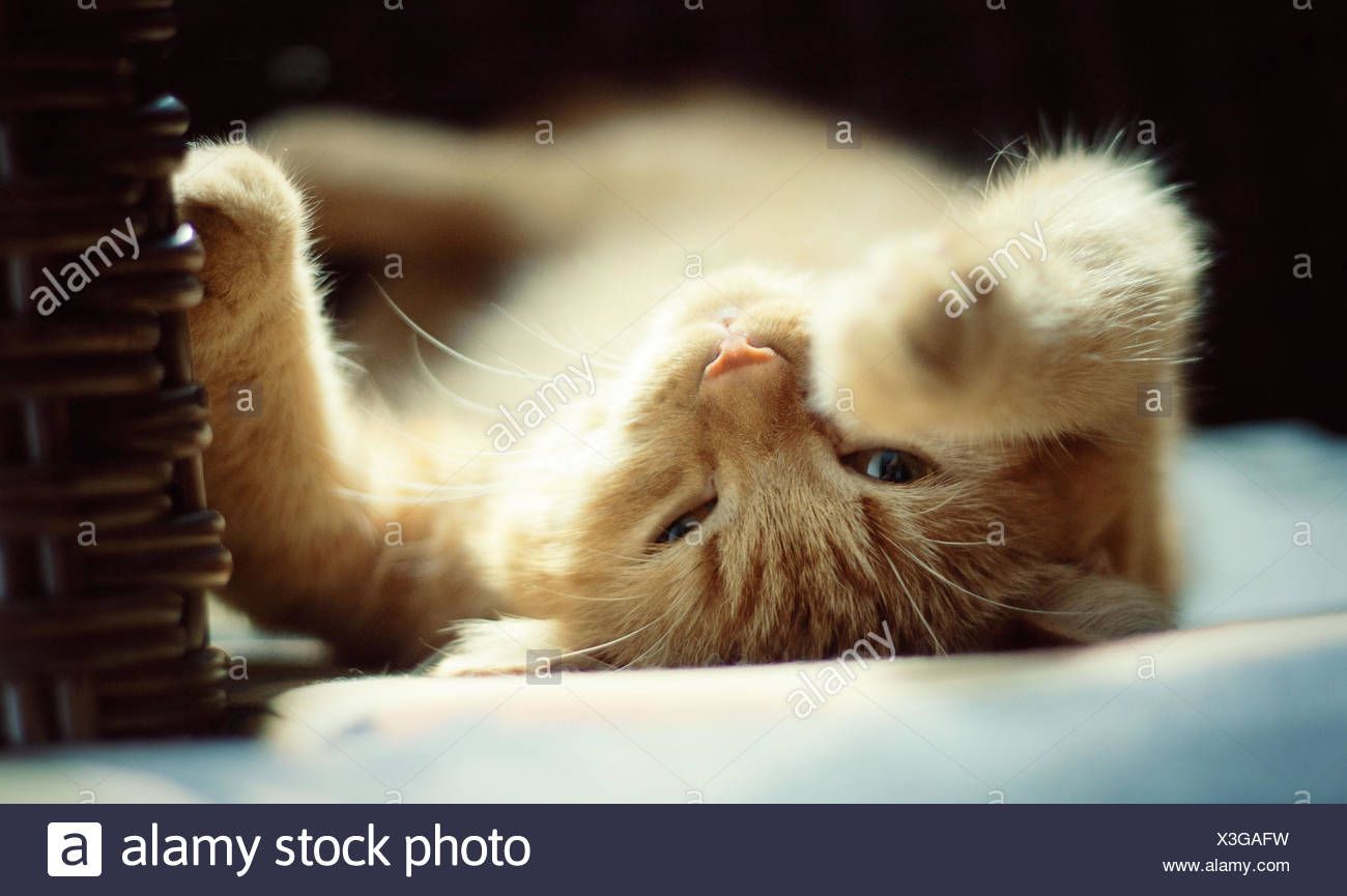 Kitten Lying In The Sun High Resolution Stock Photography and Images - Alamy Kitten Lying In The Sun High Resolution Stock Photography and Images - Alamy