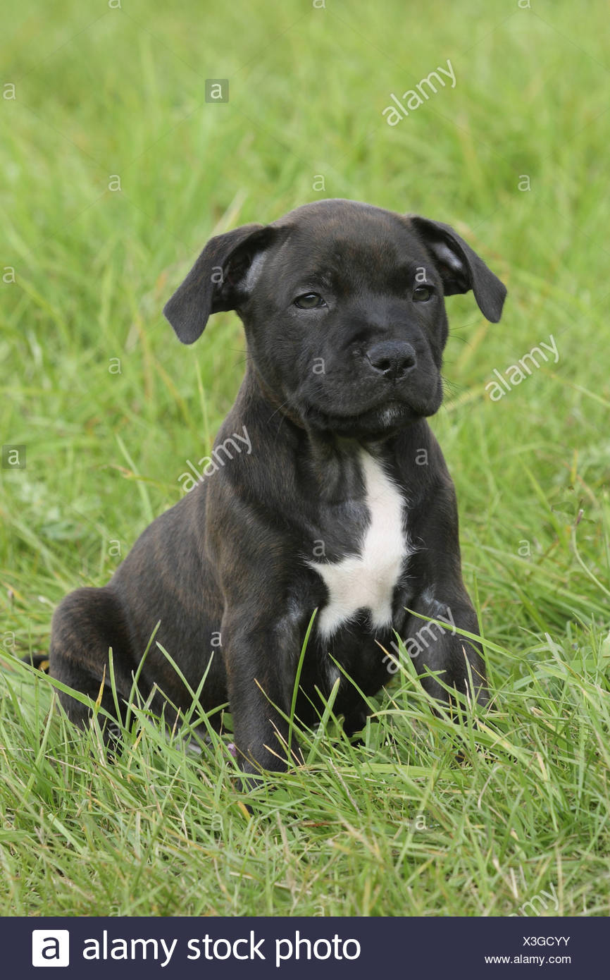 Staffordshire Bull Terrier Canis Lupus F Familiaris 6 Week Old Whelp In A Meadow Stock Photo Alamy