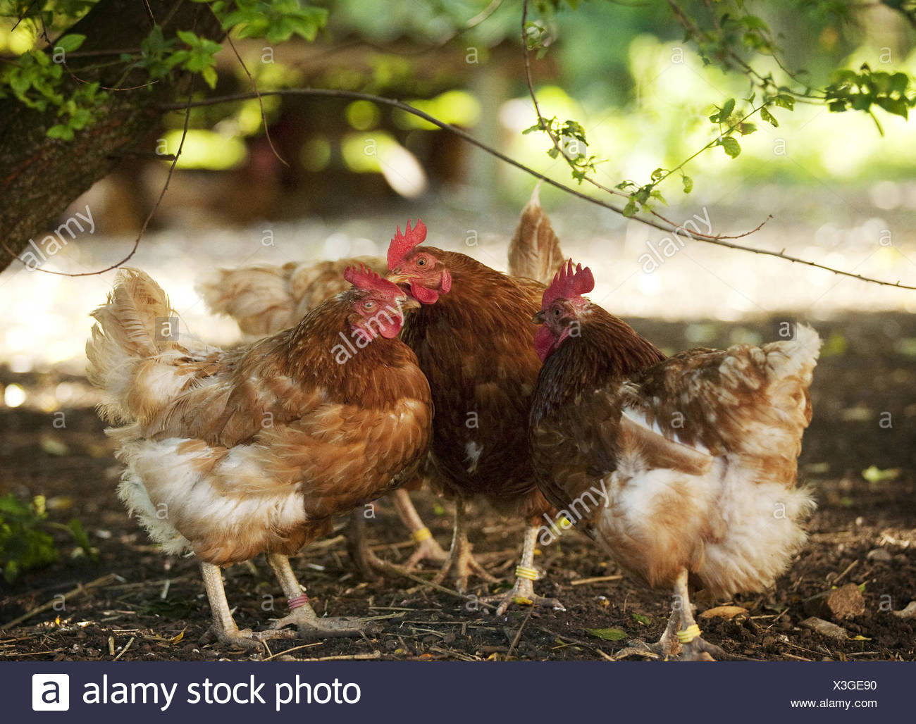 Bush Fowl High Resolution Stock Photography and Images Alamy