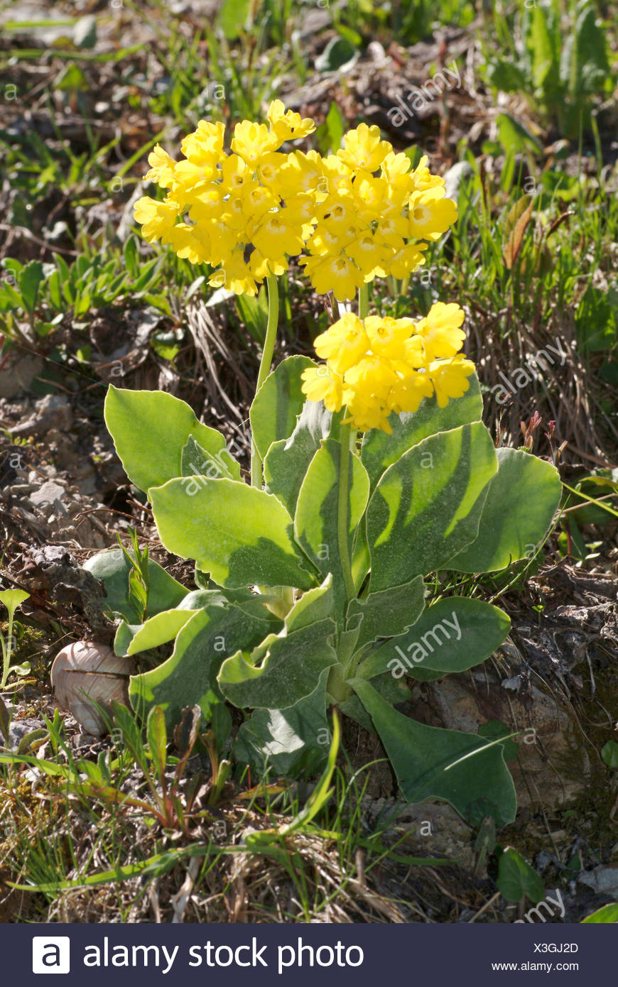 auricula dusty miller auricula dusty miller