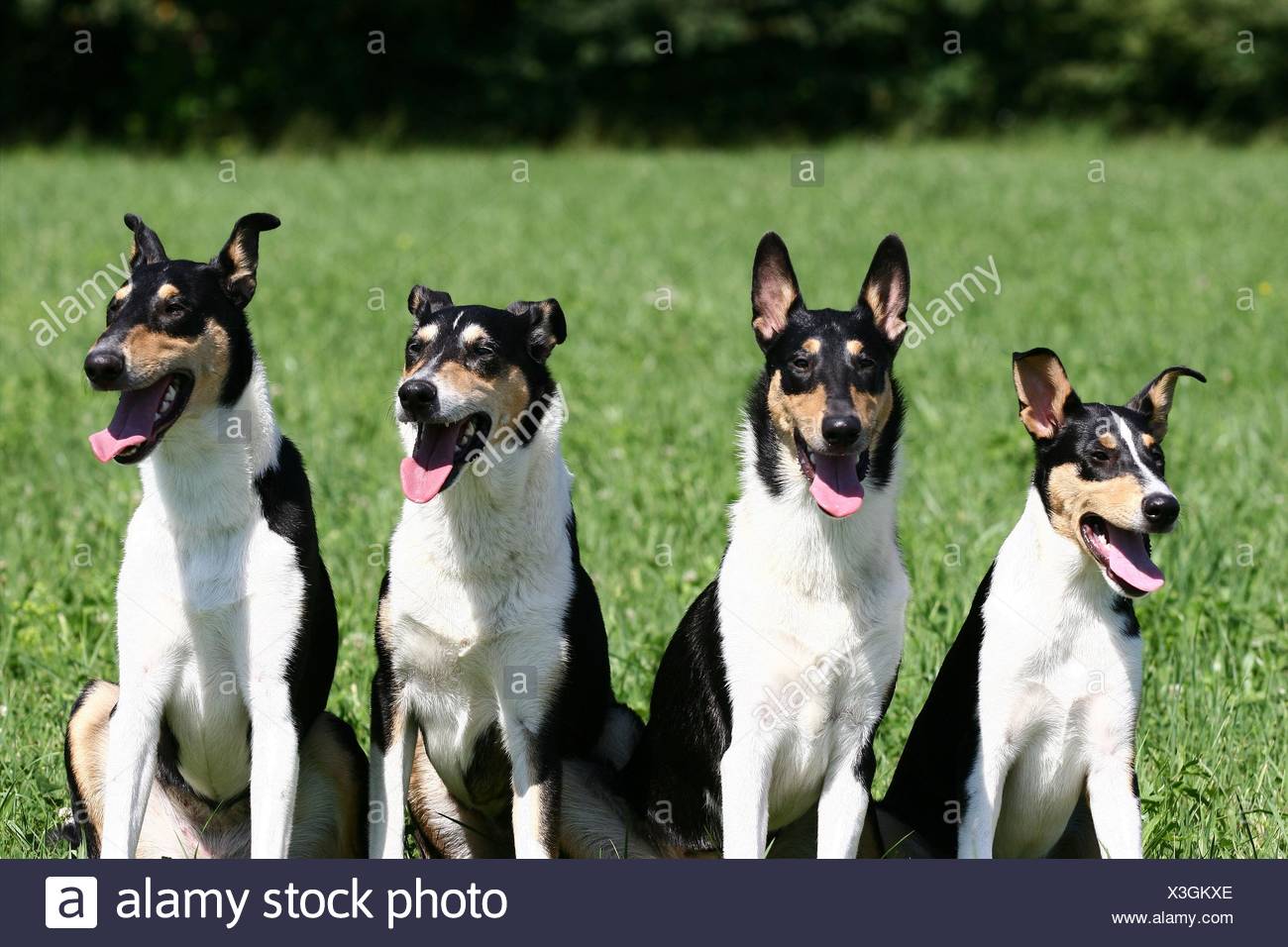 Short Haired Collie Stock Photos Short Haired Collie Stock