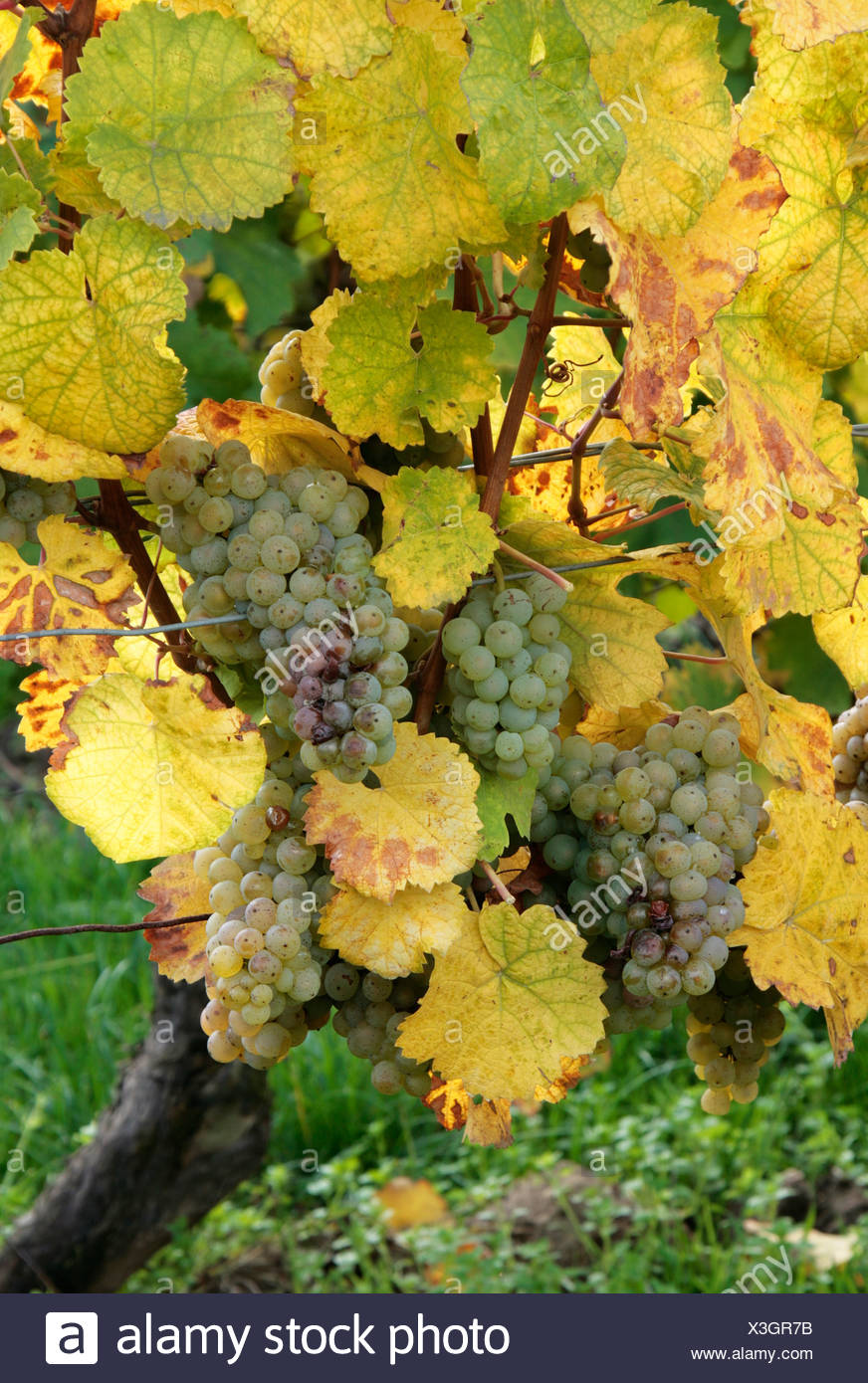 Riesling grapes ready for harvest Stock Photo