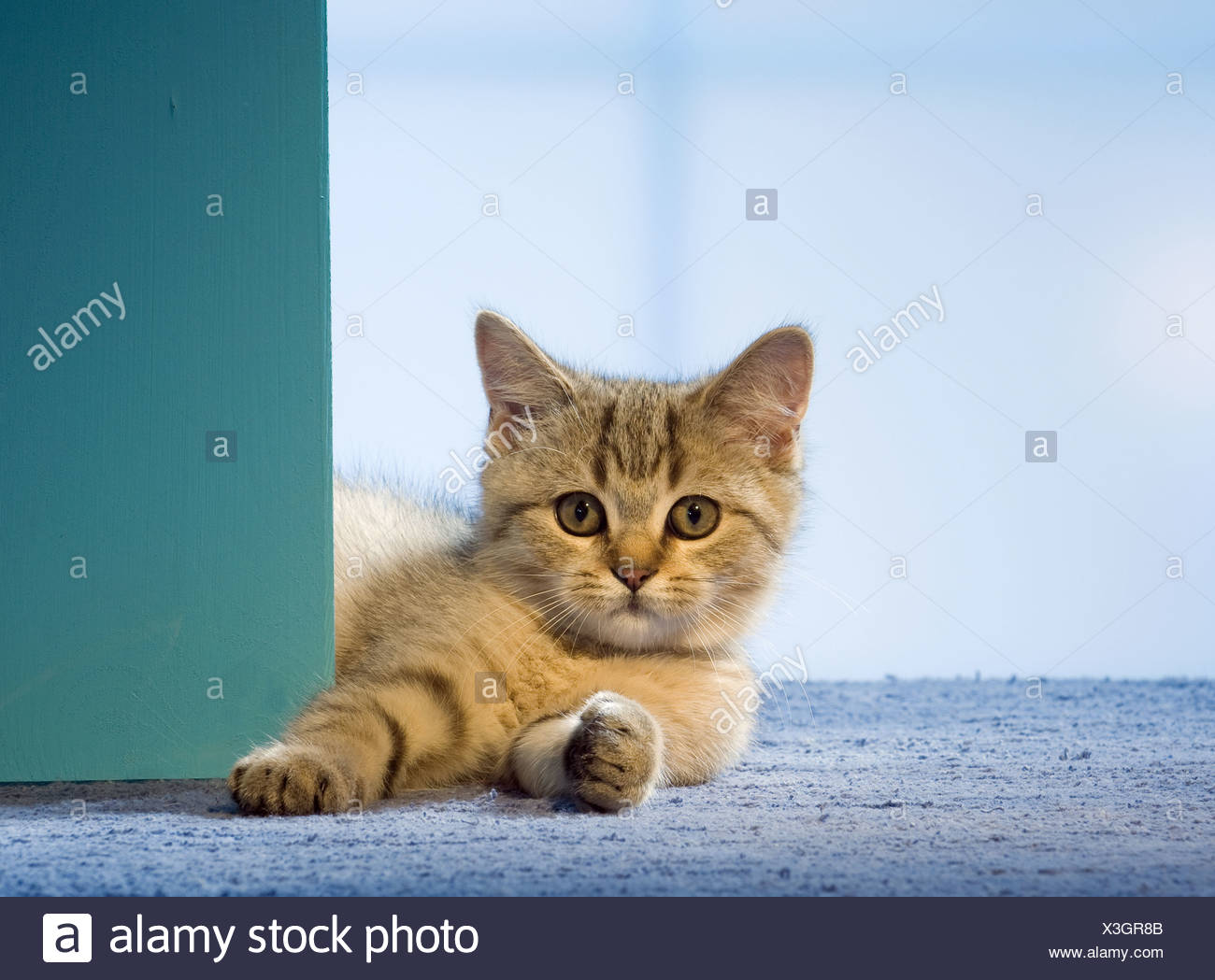 British Shorthair Cat Kitten Lying Behind Door Stock Photo