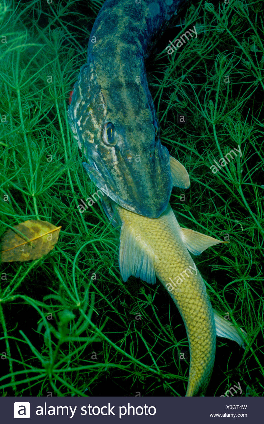 Northern Pike Eating Common Barbel High Resolution Stock Photography