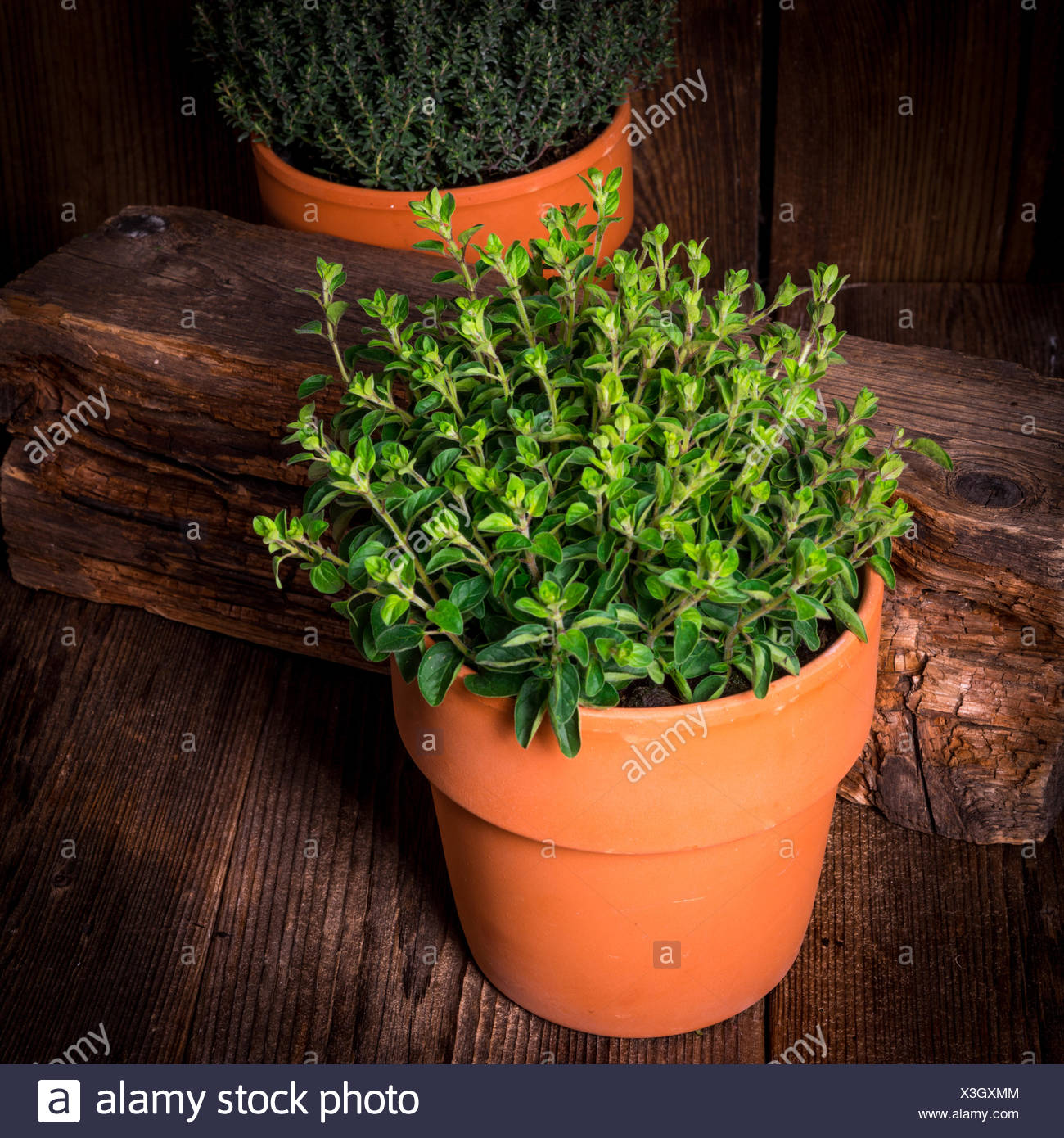Oregano And Thyme Stock Photos & Oregano And Thyme Stock Images Alamy