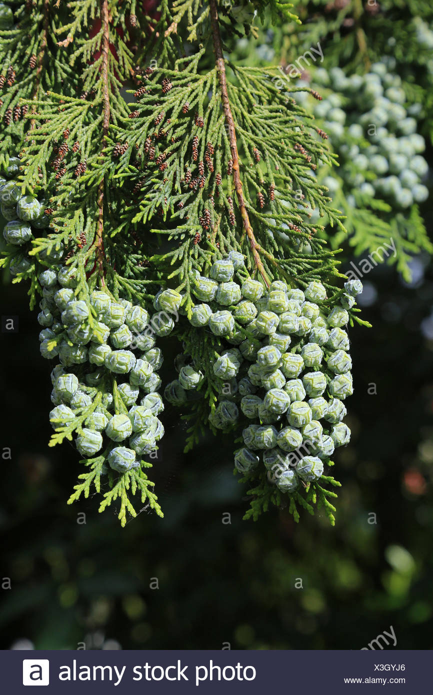 lawsons-cypress-chamaecyparis-lawsoniana-high-resolution-stock