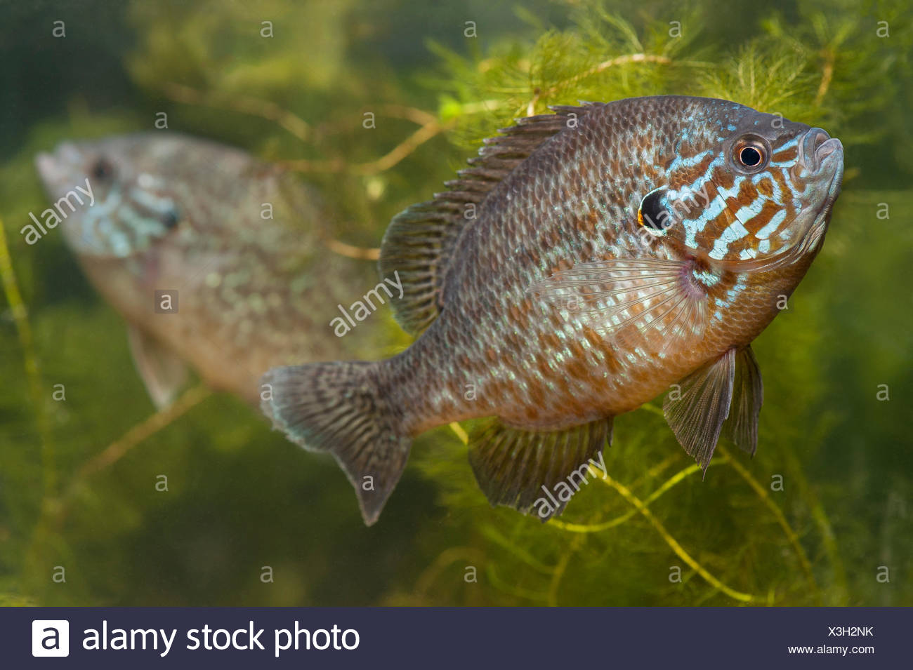 Pumpkinseed Sunfish Lepomis Gibbosus High Resolution Stock Photography ...
