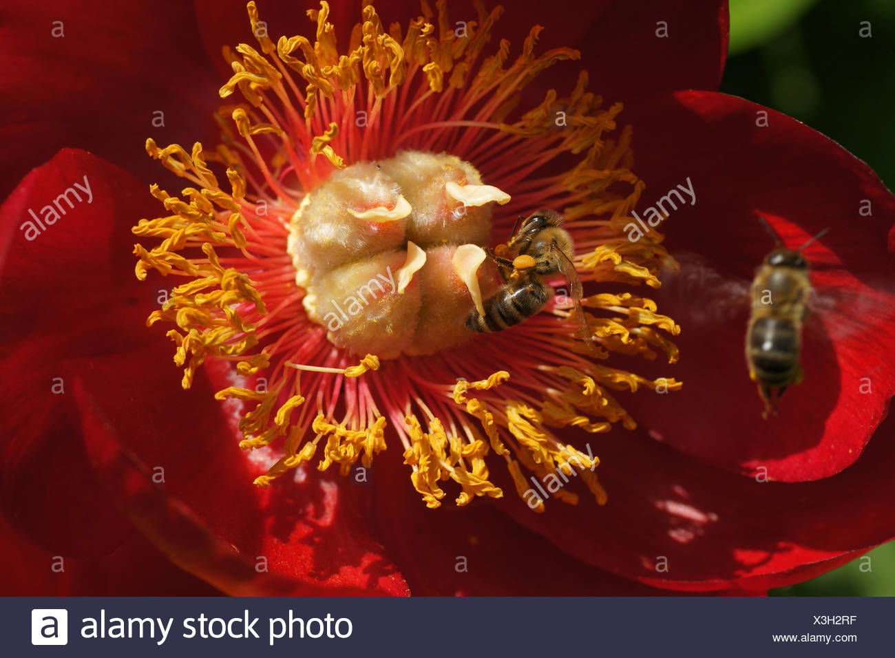 Scarlet red single peony Stock Photo