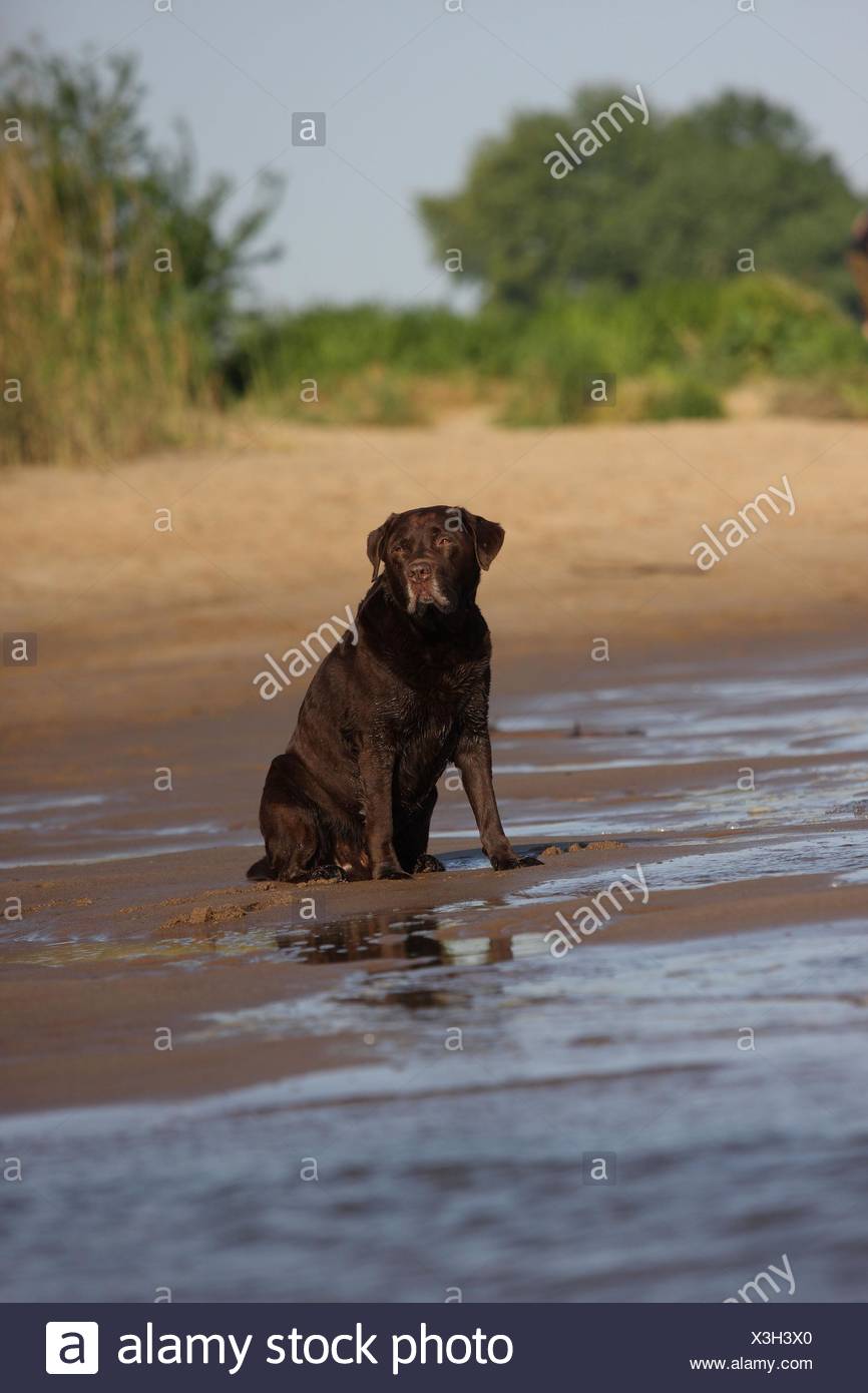 Brown Labrador Retriever Stock Photo 277586120 Alamy