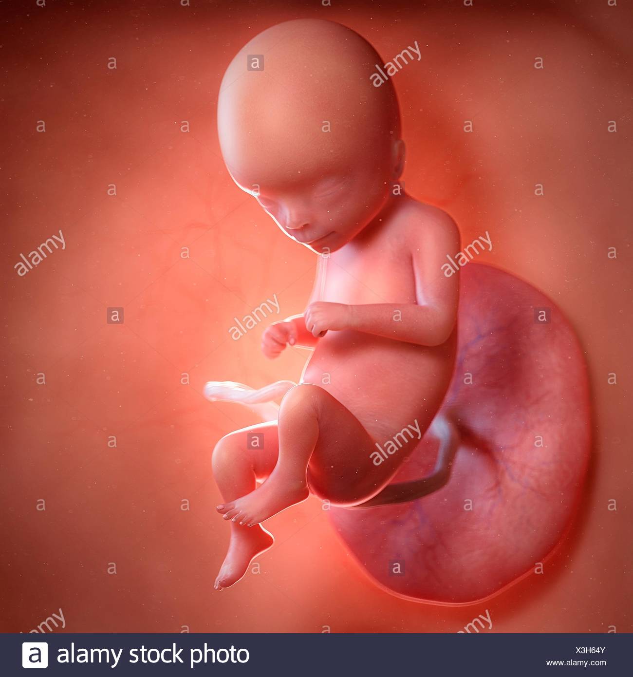 Human Foetus Age 16 Weeks Illustration Stock Photo Alamy Human Foetus Age 16 Weeks Illustration Stock Photo Alamy