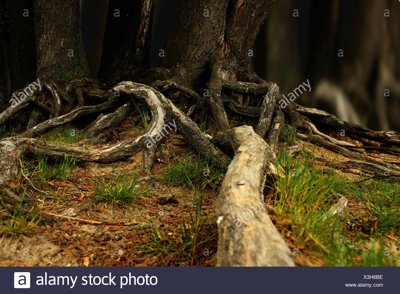 Fir Tree Roots High Resolution Stock Photography and Images Alamy