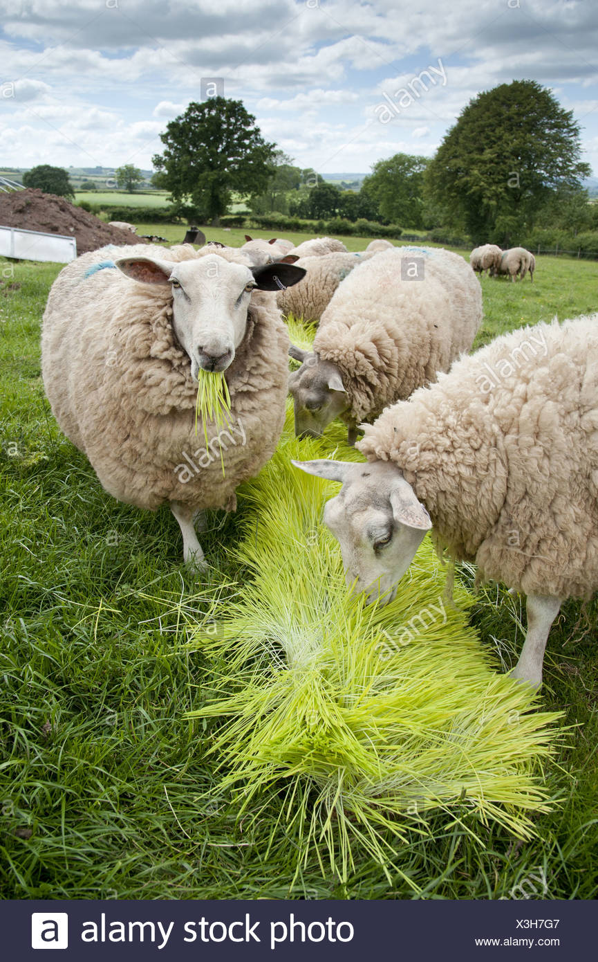 Domestic Sheep Ewes Flock Feeding On Barley Hordeum Vulgare Hydroponic Growing System Crop Of Sprouted Seedlings