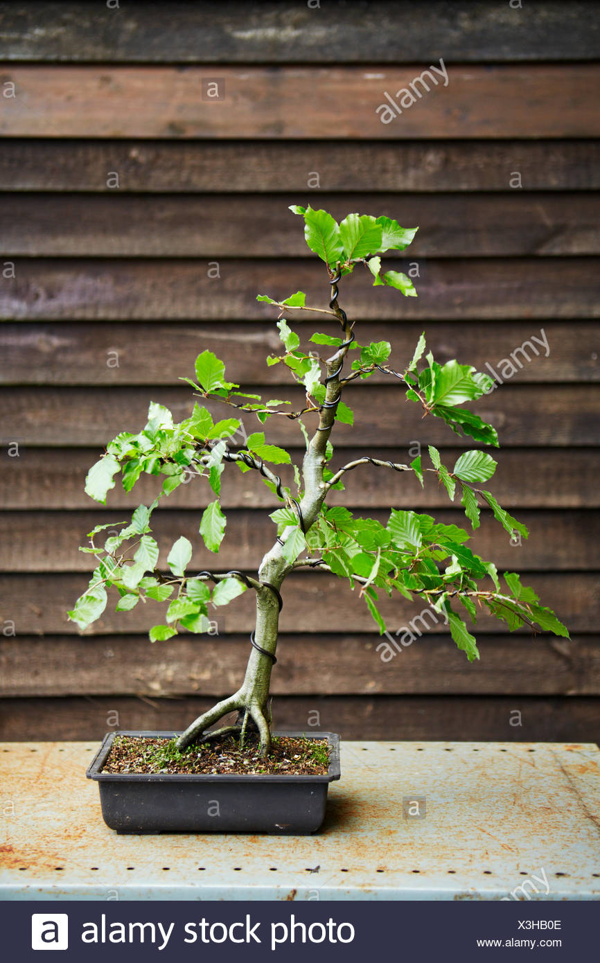 Wiring A Bonsai
